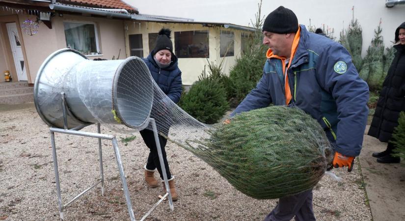 Valóban a műfenyő az igazi zöld választás? Egymásnak esnek élő- és műfenyőhívők