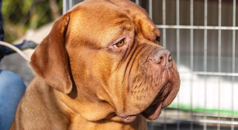 Megint a póráz: olyan nehéz lenne feltenni?