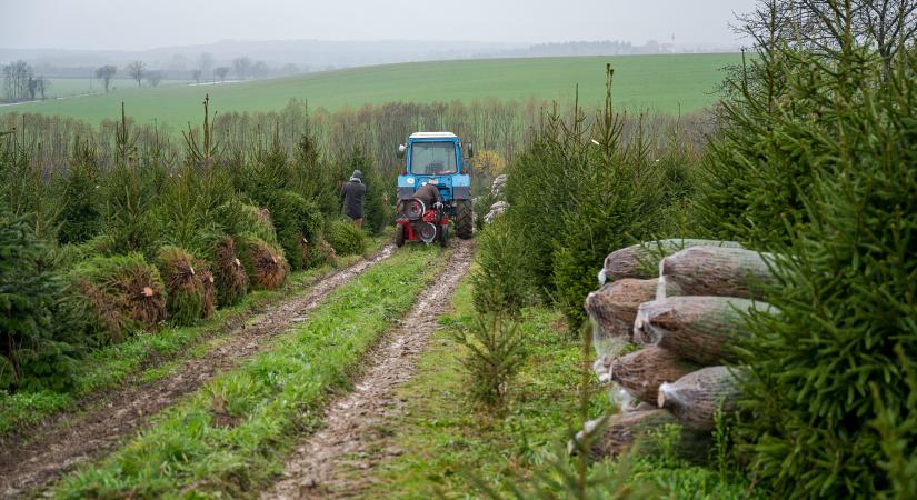 Fenyőfajból bőséges kínálattal várják a vásárlókat a hazai termelők