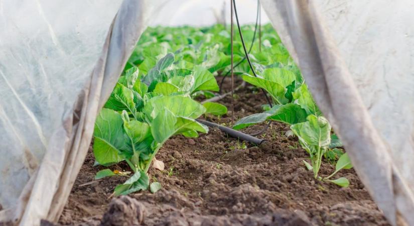 A komposztálható műanyag nem mindig az, aminek látszik
