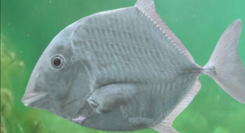 Magyar tanárról nevezték el a Bakonyban megtalált őshalfajt