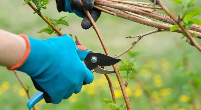 Növények, amiket SOHA nem szabad decemberben metszeni – kockáztatod a tavaszi virágzásukat!