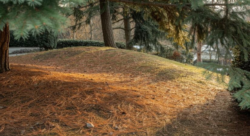 Megdől a kert egyik legnagyobb mítosza – mi az igazság a tűlevelekről?