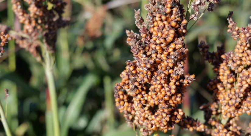 Egy kisalföldi gazda hét szezon után hagyott fel a cirok termesztésével