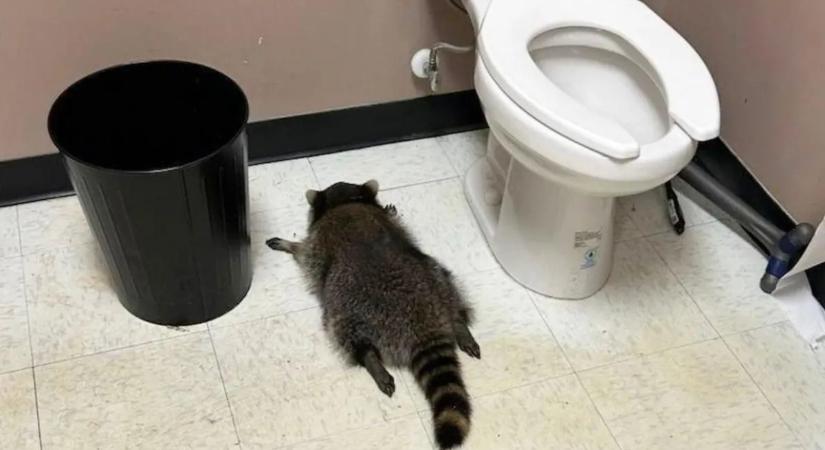 Ez már tényleg sok: újabb betörések mögött állhat a világhírű, részeg mosómedve