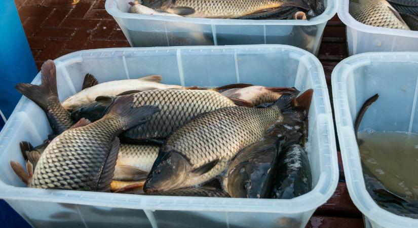 Halat enni nem luxus – mégsem fogyasztunk eleget belőle