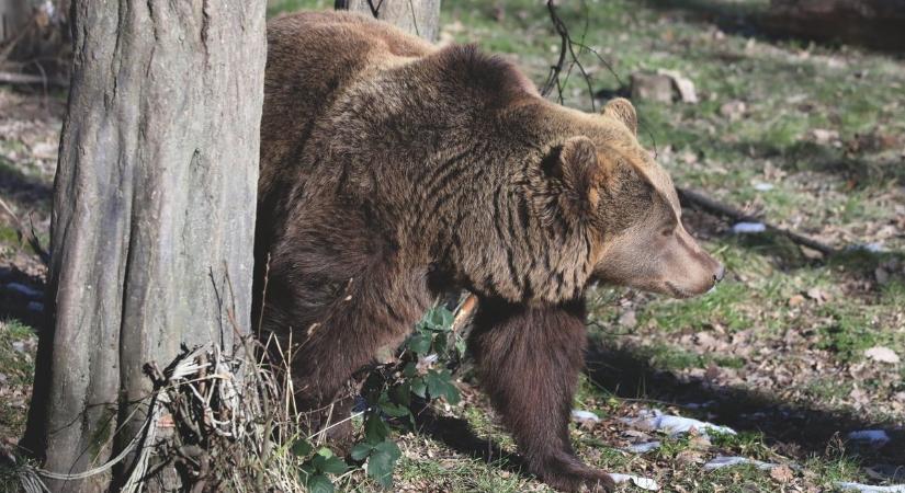 Nem csak Egernél figyelmeztettek medvére: több az észlelés a környéken, mint elsőre gondolnád