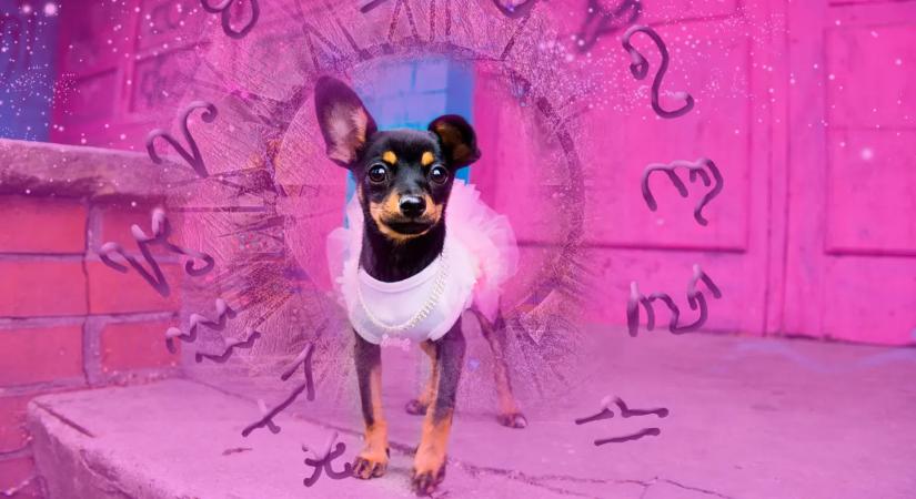 Nagy kutyahoroszkóp: ezt árulja el kedvenced csillagjegye a személyiségéről