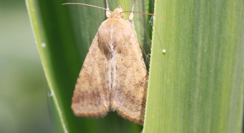 Kártevők nyomása alatt: mikor éri meg kukoricát termeszteni?