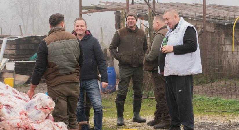 A nem mindennapi méretekkel büszkélkedő kansertés sorsa megpecsételődött – Rudiból 200 kiló szalámit töltöttek