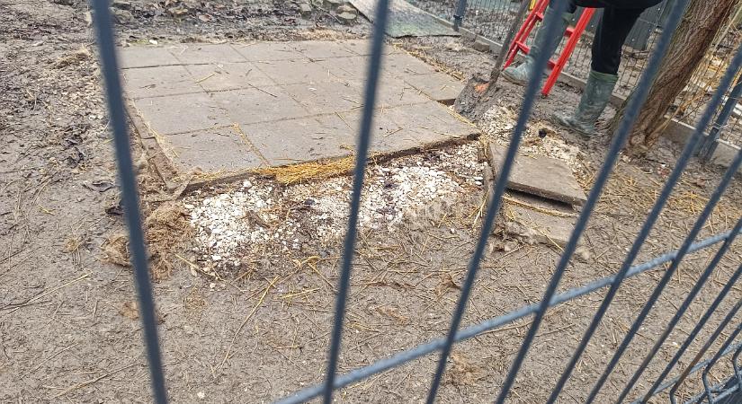Karantén kennelt alakítanak ki a hódmezővásárhelyi állatmenhelyen