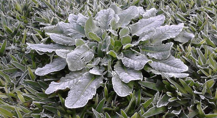 Hogyan csinálj „meleg zugot” a kertben hó nélkül is?