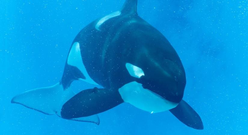 Meghalt a világ legmagányosabb kardszárnyú delfinje – 33 év fogság után távozott