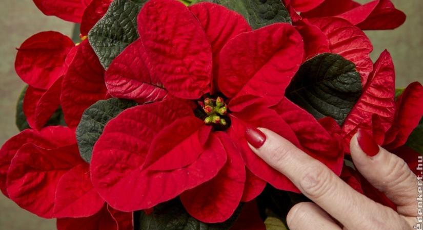 Mikulásvirág gondozása mesterfokon: 6 tipp, hogy gyönyörű legyen