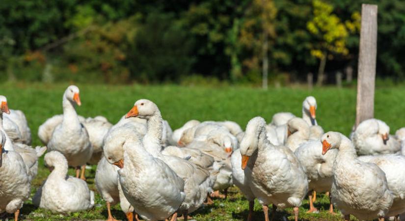 Emberre támadt a madárinfluenza