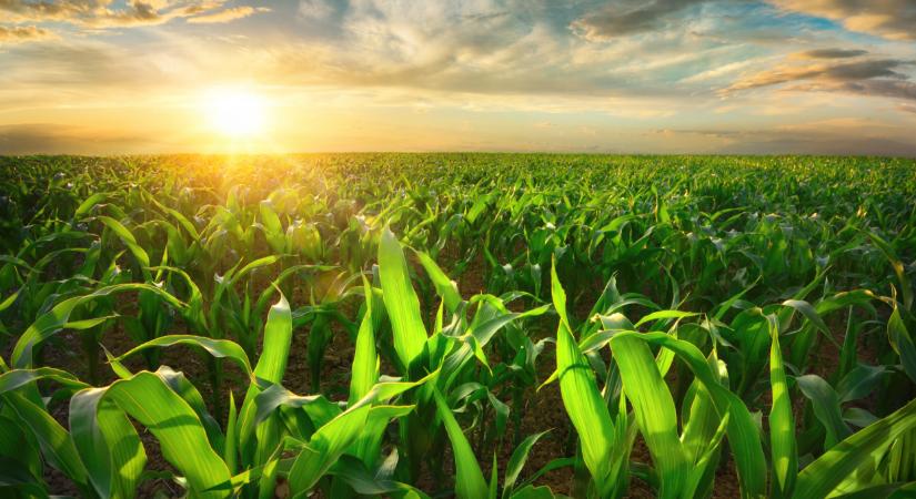 Kukorica technológia Phylazonit módra