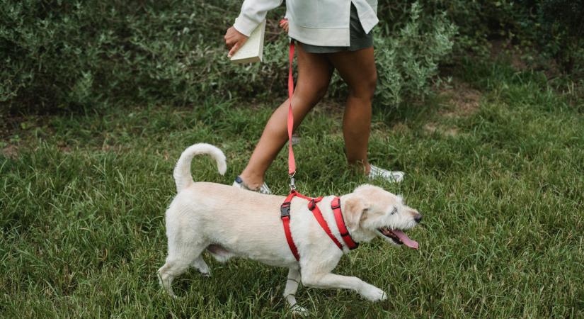 Kutyás nők figyelem: agresszív angyalföldi fantom támadhat rájuk