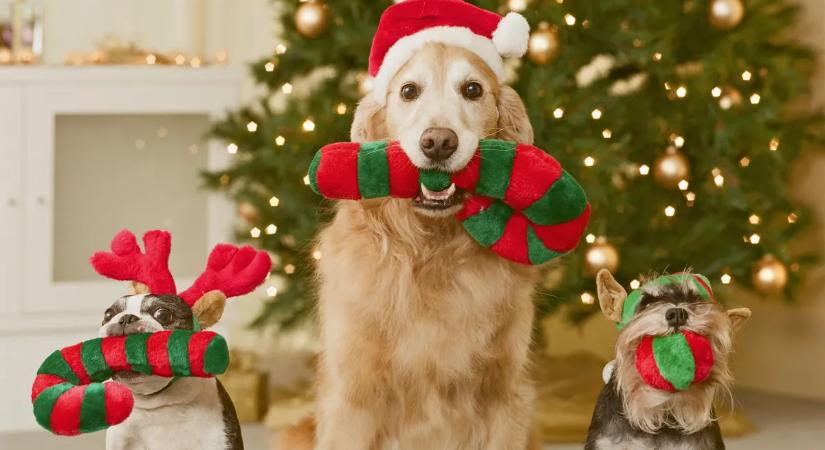 Veszélyben a házi kedvenced! Ezek a karácsony legmérgezőbb dísznövényei