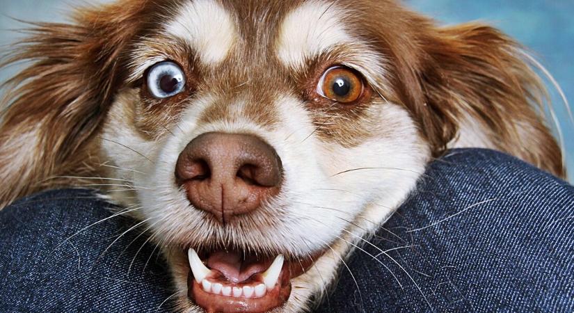 Miért nyalogatja a kutya az embert? A válasz több, mint egyszerű szeretet