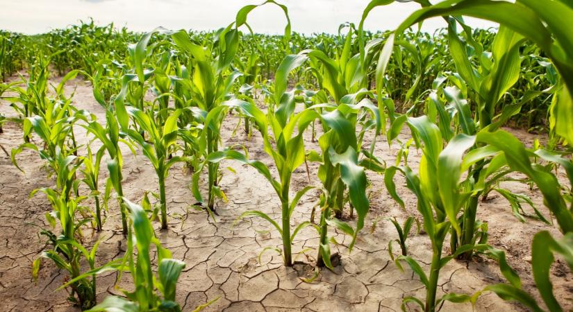 Adaptációs kényszerek a magyar kukoricatermesztésben – hogyan válaszolhatunk az aszály kihívására?