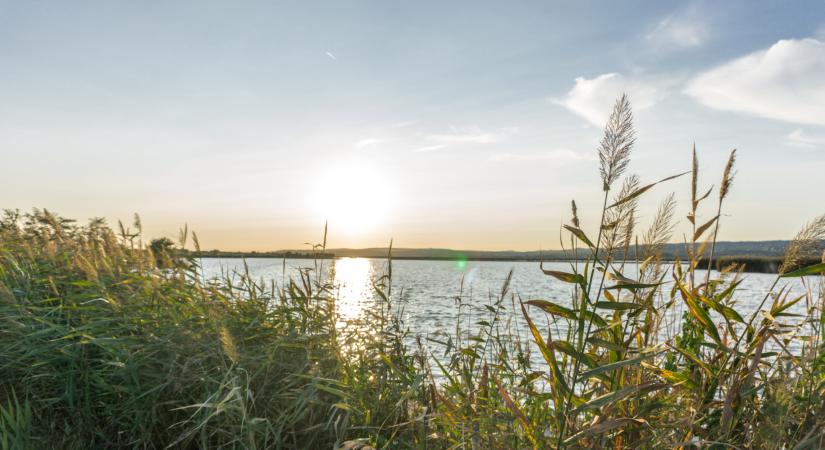 Ritka, pirosszemű hüllő bukkant fel Magyarországon: ilyet még sosem láttak itthon