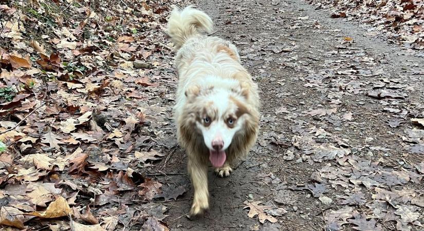 Kutya vezette bajbajutott társához a tűzoltókat az apci tónál  fotók