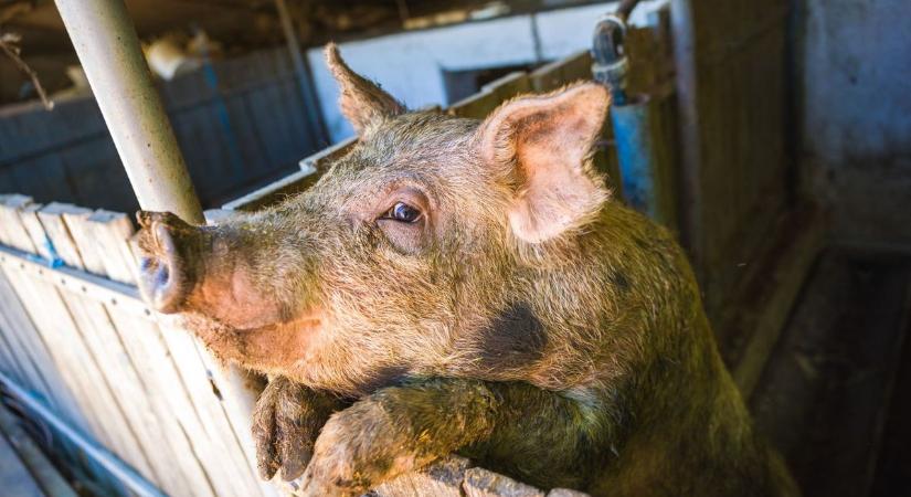 Az elfogadás határai