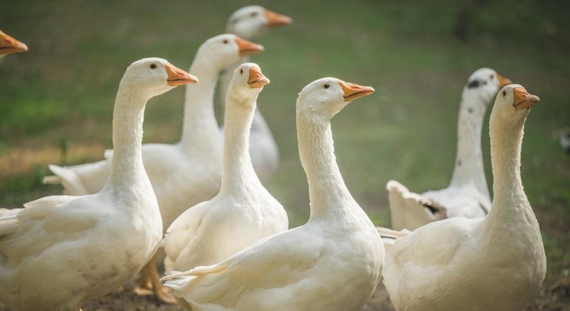 Terjedt a gyilkos kór, több kilométeres védőkörzetet alakítottak ki