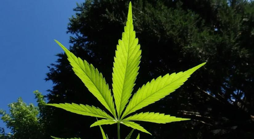 Most derült ki: rejtett kockázatokkal jár a marihuána fogyasztása