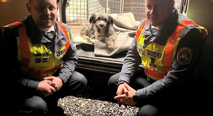 Sérült kiskutyát mentettek a rendőrök Hajdú-Bihar megyében