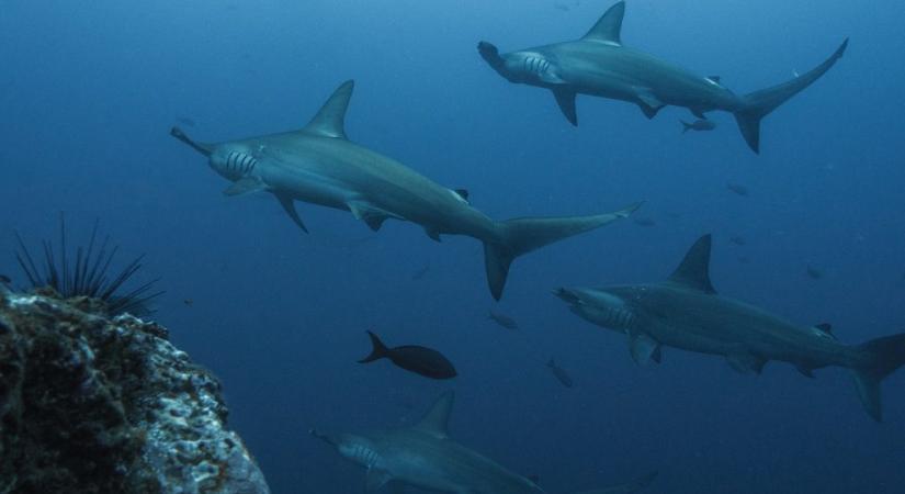 Folyamatosan csökken a cápák száma az óceánokban