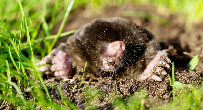 Na, ezért van tele a kerted vakondtúrással! De itt a megoldás!