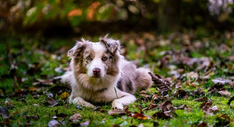 Egy kutya vezette el a tűzoltókat bajbajutott barátjához
