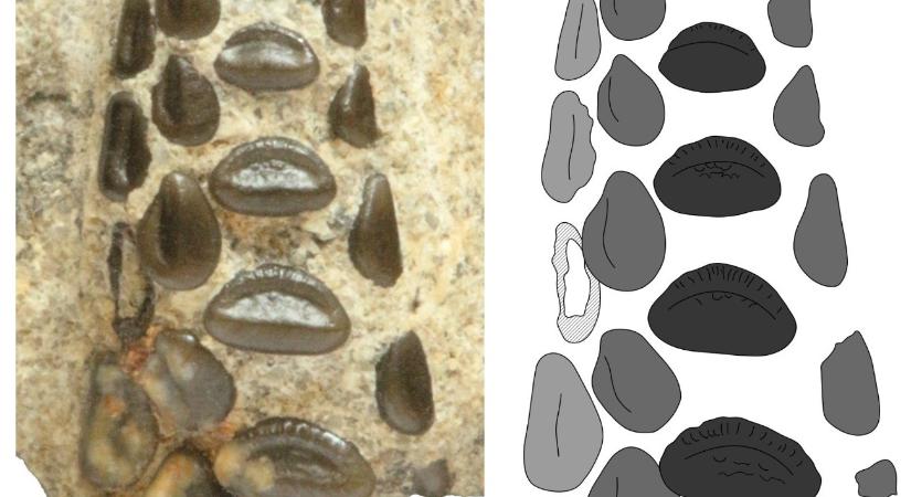 Törőfogú halfajtára bukkantak a Bakonyban