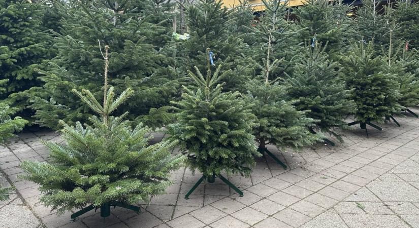 Erre figyelj, ha fenyőfát vásárolsz!