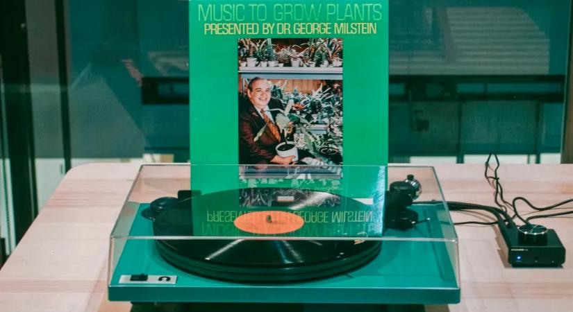 Liftzene a fikusznak: a hetvenes években több lemezt is kiadtak növényeknek