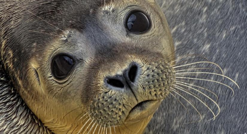 Bemegy a fóka a kocsmába, és elbújik a mosdóban...