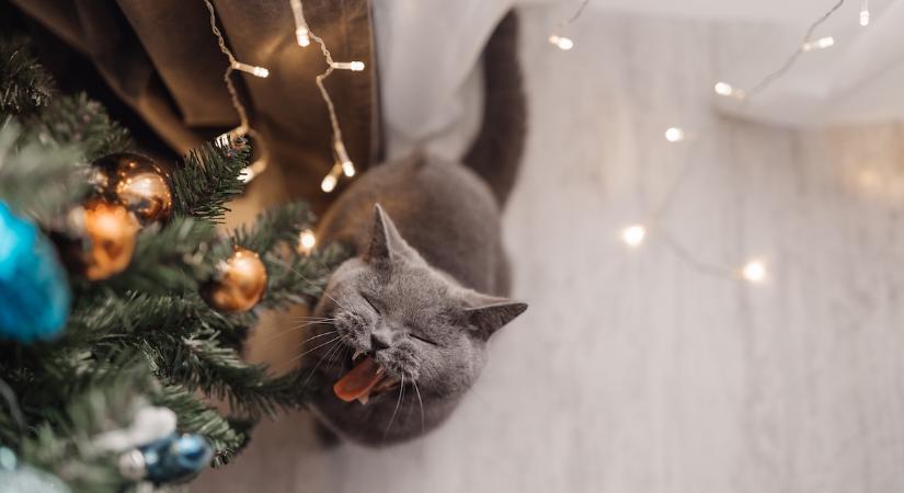 Ezek a karácsonyi illatok nagyon zavarhatják a macskát