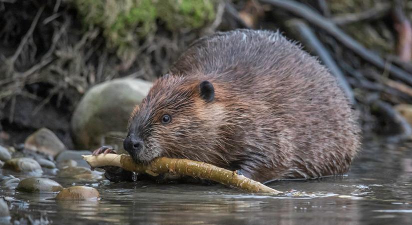 Komoly veszélyre figyelmeztet az érdi hódember