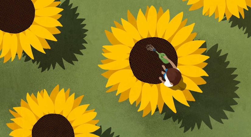 A napraforgó, ami láthatóvá teszi a láthatatlant – mit jelent a Hidden Disabilities jelzés?