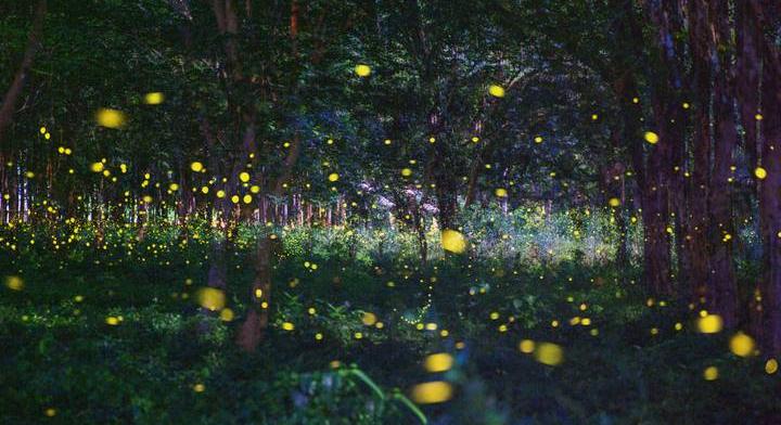 Különös felfedezést tettek a tudósok: "tündérekre" bukkantak ebben az erdőben