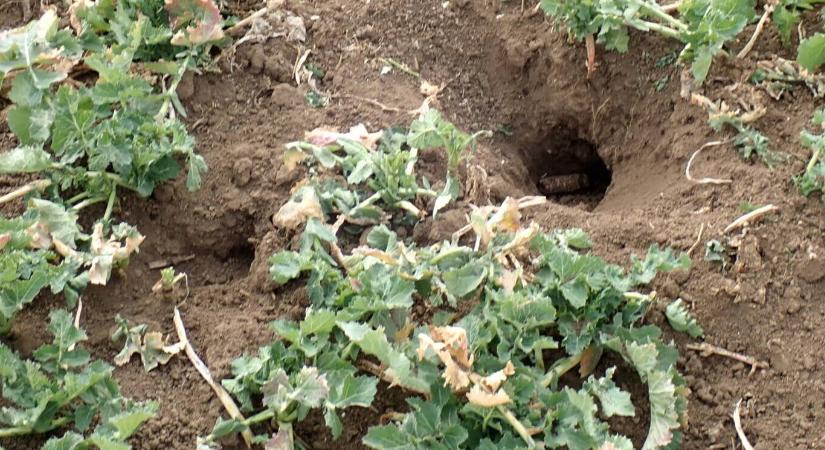 Mezei pocok elleni védekezés: amit sokan még mindig rosszul csinálnak