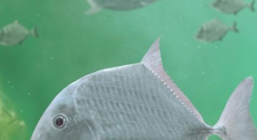 Vadiúj élőlényt fedeztek fel egy világhírű dinoszaurusz-lelőhelyen