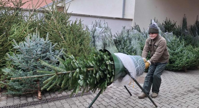 Hogyan maradhat sokáig zöld a karácsonyfa? Tanácsok a bakonyi fenyőültetvényestől