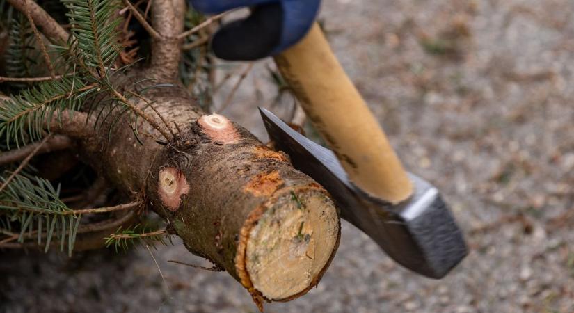 Az ünnep központi eleme - így válassz karácsonyfát 2025-ben!