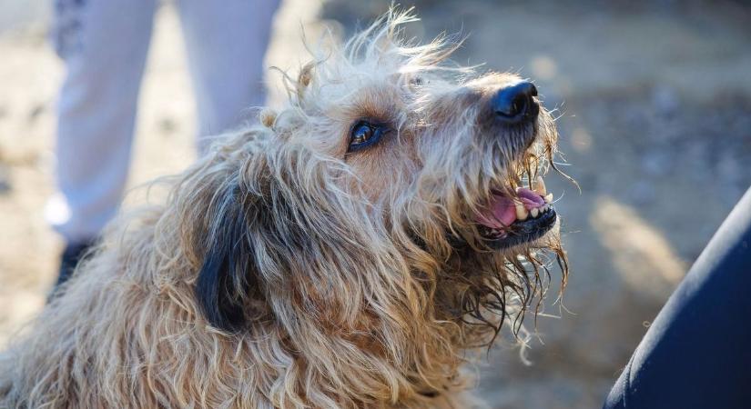 Tragikus sorsok a hevesi udvarokon: meghalt, akit a legjobban szerettek, és most ők is életveszélyben vannak