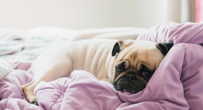 A kutya hirtelen kedvetlen, lassú, bújós? – A csendes betegségek láthatatlan jelei