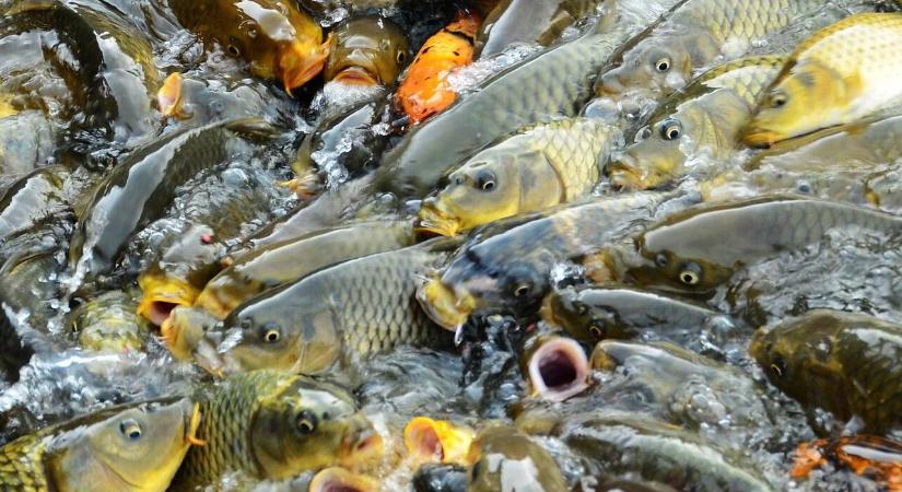 Halat enne karácsonykor? Erre készüljön fel!