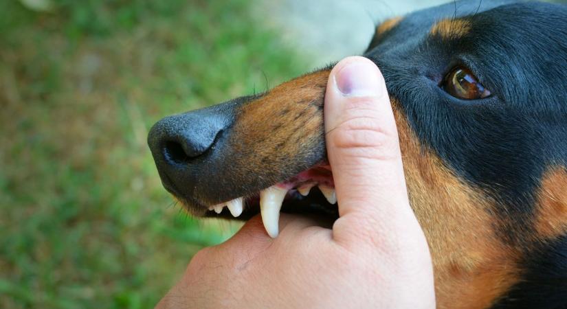 Magyar Posta: így lehet biztonságos a kézbesítés kutyás háztartásoknál