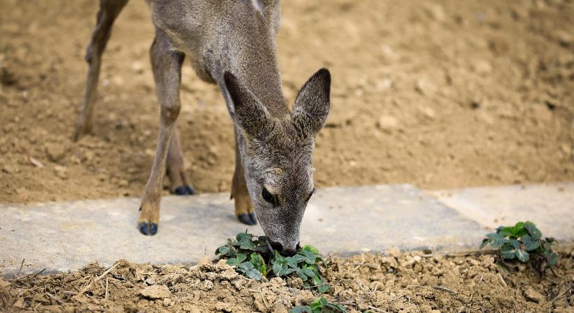 Erdészeti konferencia a vadkár csökkentés jegyében